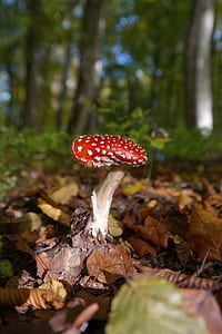 close up photo of red and brown mushroom
