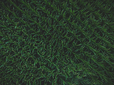 close up photo of green plant field