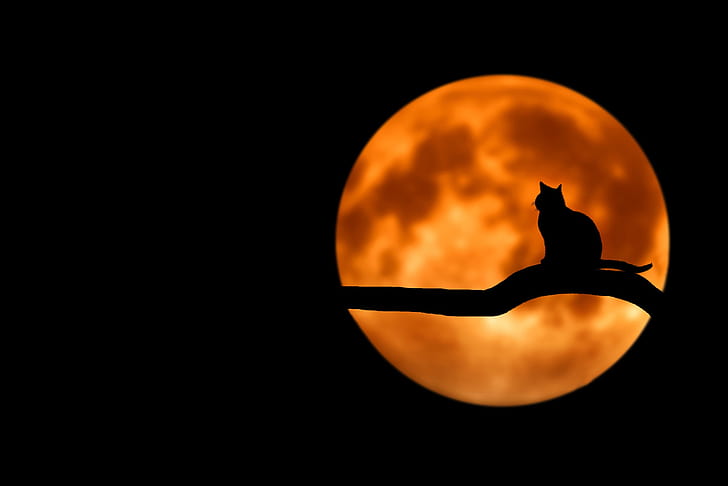 silhouette of cat on tree branch