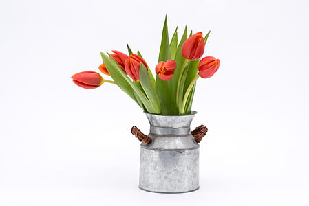 six white tulip flowers in gray vase