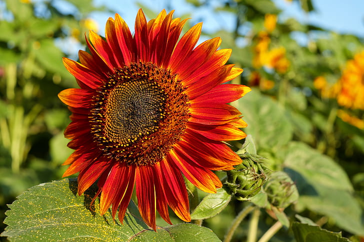 closeup photography of yellow and red sunflower