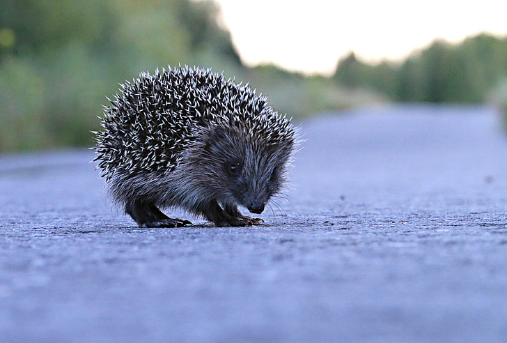 brown hedgehog on concrete road