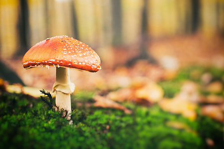 Toadstool mushroom in forest