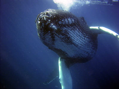 close up photograph of black and white whale
