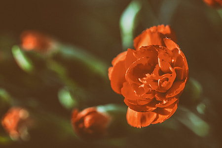 Close-up shot of a red rose flower, image captured in Kent, England