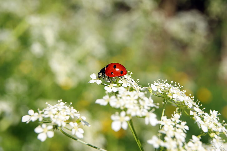 shallow focus photography of red and black lady bug on white flowers