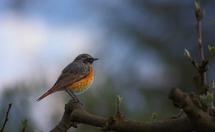 focus photography of orange and gray robin bird