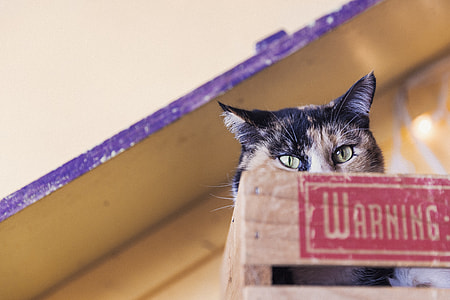 calico cat on brown wooden crate