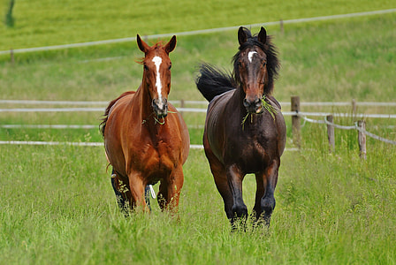two brown and black horse running near fence during daytime