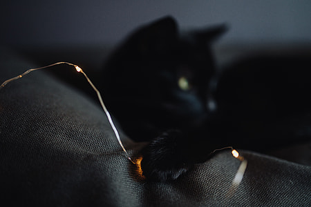 Black cat and fairy lights