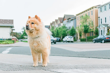 chow chow stands near cars and building at daytime