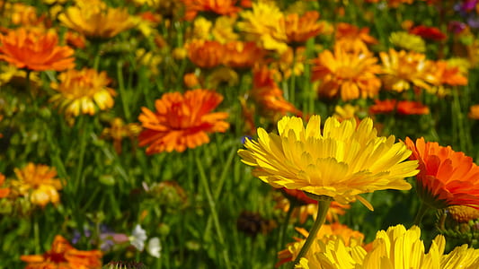 yellow and orange calendula flower field
