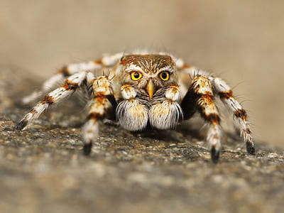 owl faced jumping spider photo manipulation in macro shot