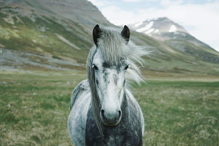 white and black horse on field with with mountain in background
