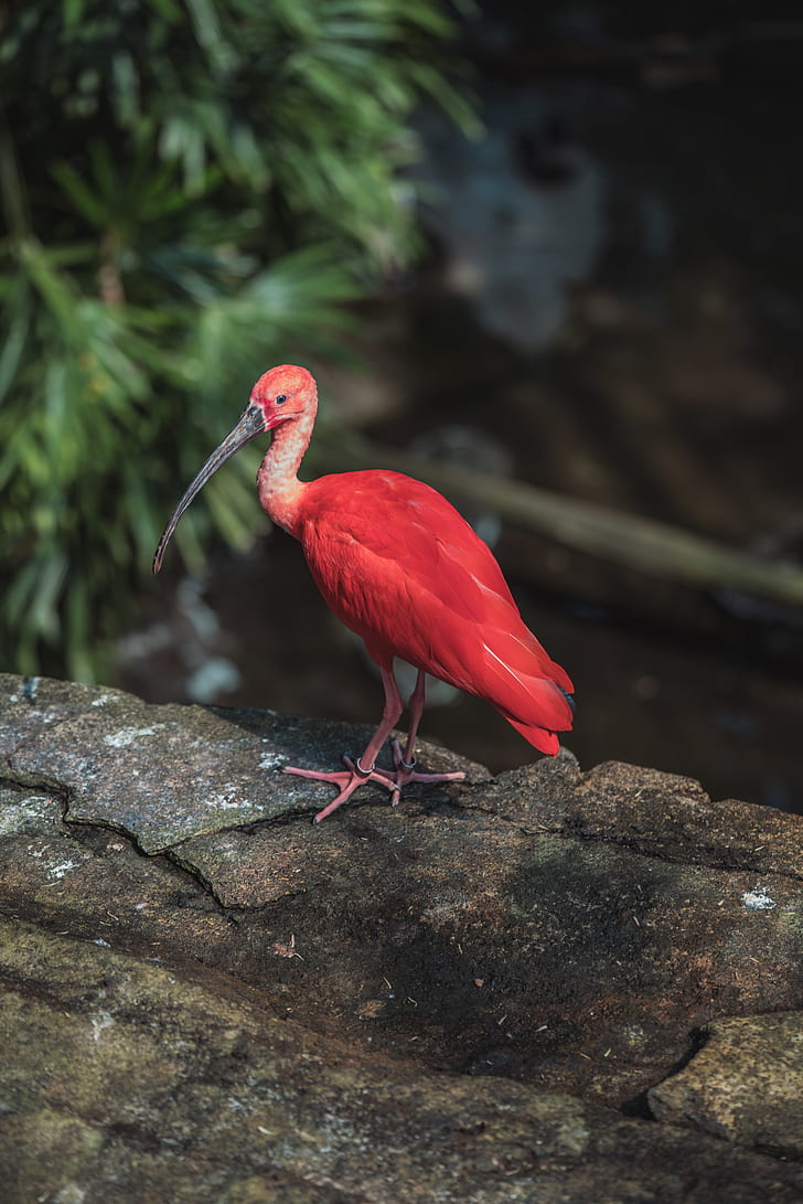red belly long beaked bird on rock