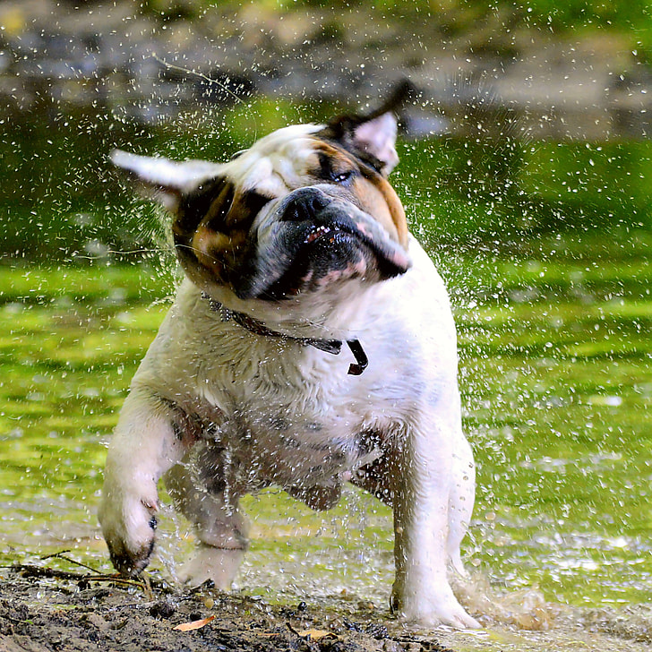 adult white and tan English bulldog playing on rain during daytime