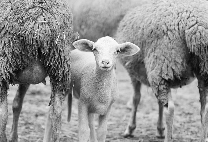 grayscale photo of lamb