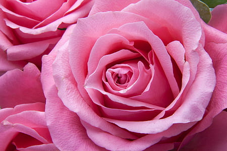 close-up photo of pink Rose flowers
