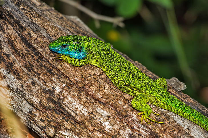 Green and Blue Lizard on Brown Wood