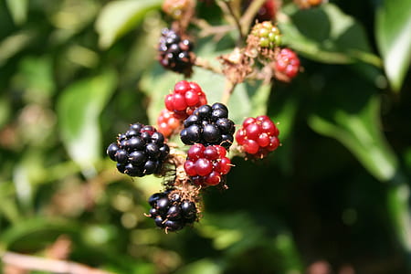 closeup photography of red and black wild berry fruits