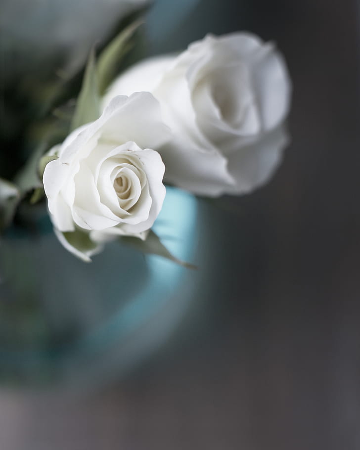 selective focus photography of white rose