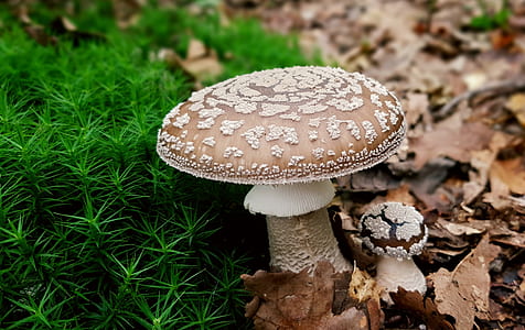 depth of field photography of brown mushroom