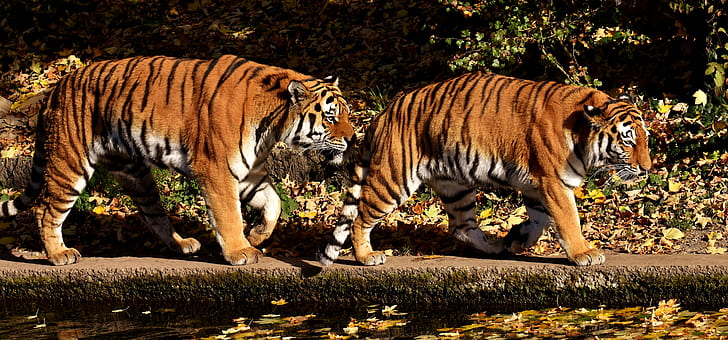 two tigers near body of water at daytime