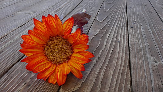 low angle photograph of orange sunflower on wood pallet