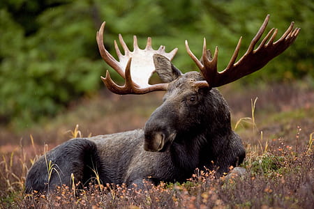 moose lying on brown grass during daytime