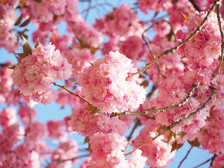 pink cherry blossom tree at bloom