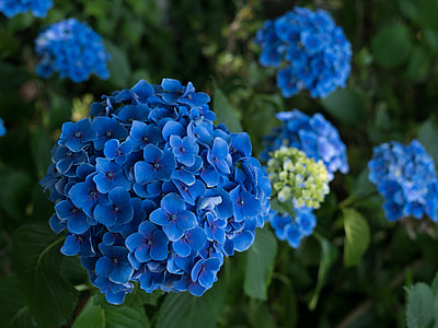 photo of blue petaled flowers