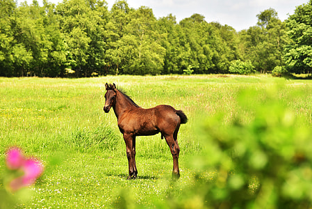 brown horse standing in front of green grass fields
