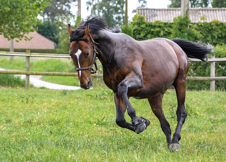 Royalty-Free photo: Brown horse running on green grass | PickPik