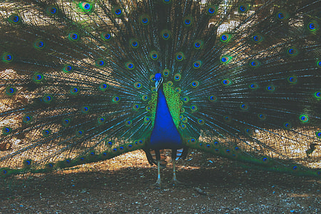 Peacock bird with wings and plumage