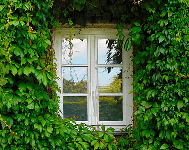clear glass 6-panel window with white wooden frame beside green plants