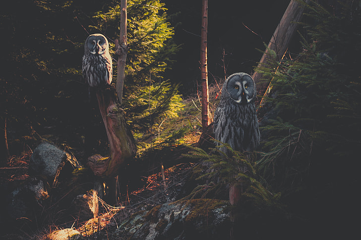 two gray-and-white owls on tree branch near trees