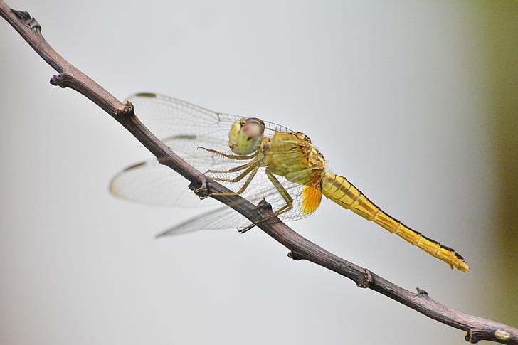 Green Dragonfly on Brown Tree Branch