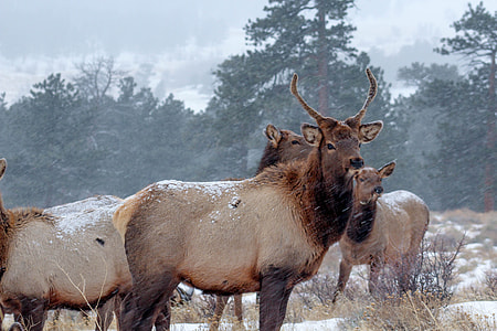 four brown horned animal during winter