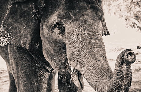 grayscale elephant photo