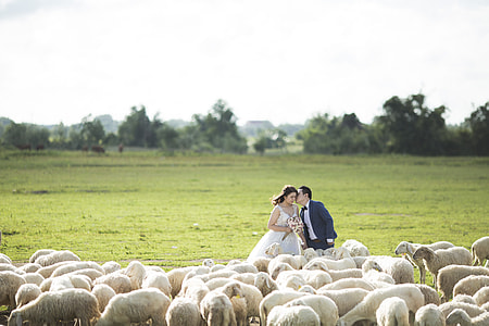 woman in white wedding dress and man in black suit standing near white sheep during daytime photo