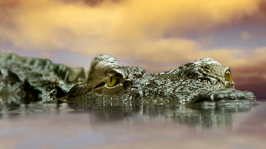 focus photography of alligator