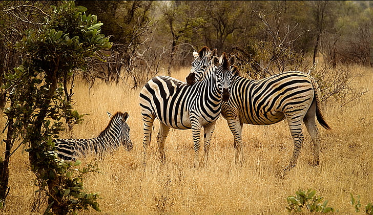 three black-and-white zebras photo during daytime