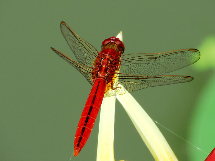 red dragonfly on brown plant
