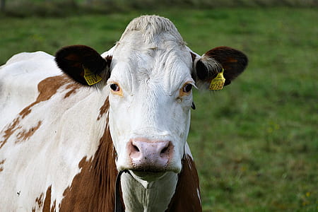 shallow focus photography of white and brown cow during daytime