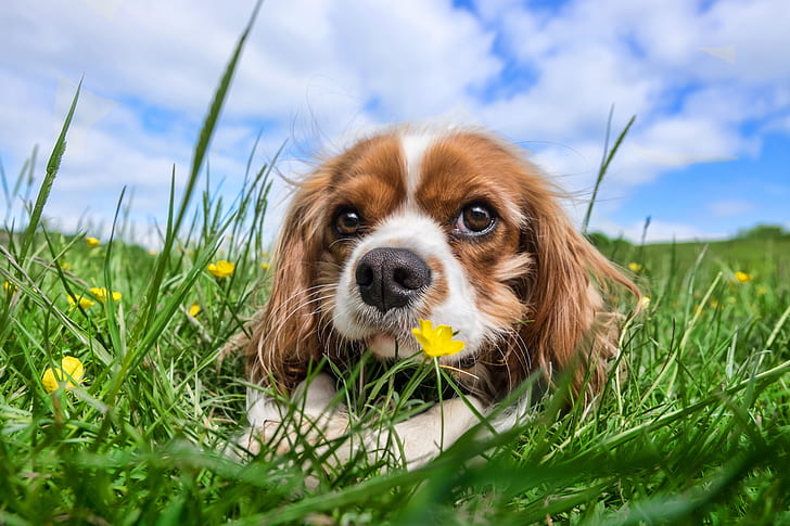 adult tan and white Cavalier King Charles spaniel lying on green grass field during daytime under blue sky and white clouds
