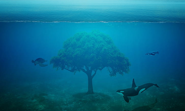 tree between two killer whales and one turtle underwater