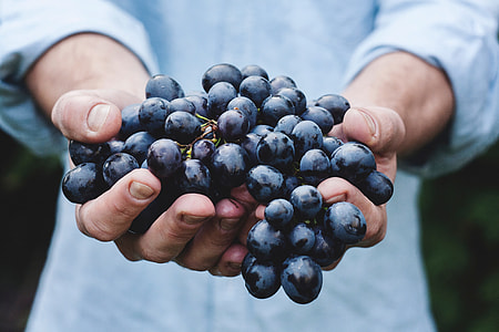 person holding black berries
