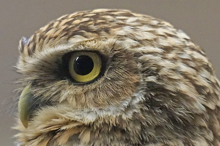 close up photo of owl eye