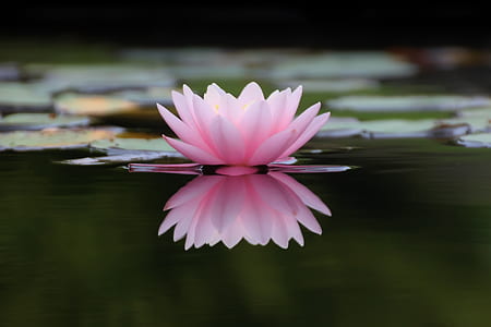 pink lily flower on pond