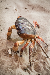brown and black crab